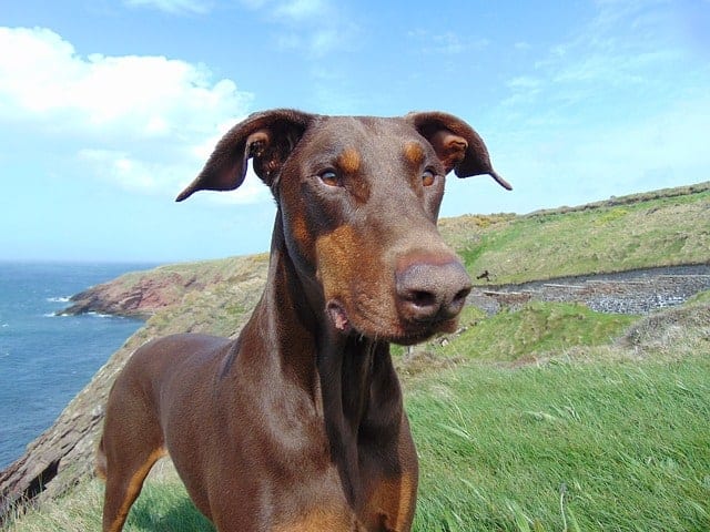 Another Loss For The Elderly – Death Of A Pet